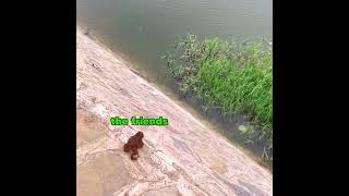 Frog Fall