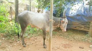 കർണാടകയിൽ നിന്നും കൊണ്ടുവന്ന കാളപൂട്ട് കാളകൾ ||കാളകളുടെ കൊമ്പ് നന്നാക്കുന്ന വിധം||