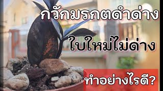 กวักมรกตดำด่าง แตกยอดใหม่แต่ไม่ด่าง ทำอย่างไรดี?