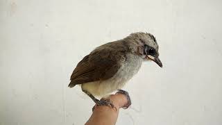 Meloloh Anak Burung Trucukan