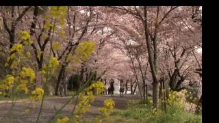 201605 坂本 義雄 作「津山桜花祭り」