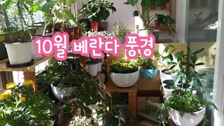 10월 베란다정원 풍경 /살아남은 식물들 장하다/식물키우기