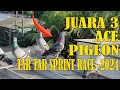 FINAL RACE TAR-TAR SPRINT RACE - POS4 PEMALANG #merpatipos #racingpigeons #pigeonracing