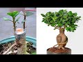 How To Grow Ficus Plant