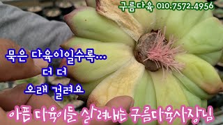 구름다육 사장님의 아픈다육 돌보기 엿봅니다~ 전문가는 어떻게 케어하고 계실까요?  마니아들보다 더 더 애정어린 관심으로 아픈 다육 회복시키는 사장님!