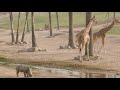 rhino calves exploring