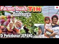 PANEN BUAH TIN. BUAH SURGA DI PERKEBUNAN JEPANG | TIKATAKI VLOG