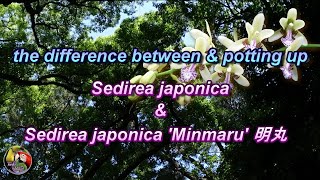 the difference between \u0026 potting up Sedirea japonica \u0026 Sedirea japonica 'Minmaru' 明丸