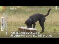 「頼りになる相棒」嘱託警察犬の技能審査会