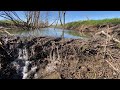 Beaver dam removal || THE DAM WHICH RELEASED A LOT OF WATER.