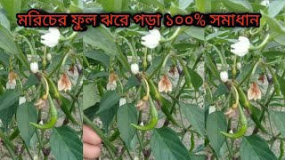 মরিচ গাছের ফুল ঝরা বন্ধে  উপযুক্ত সমাধান /মরিচের ফুল ফলে পরিণত হবে 100% গ্যারান্টি