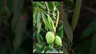 Farm fresh Mango | পাকা আম |রসালো আম |#youtubeshorts #fruitslovers