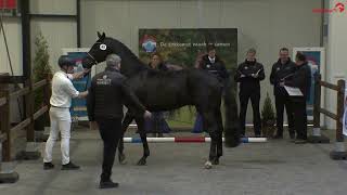 GALLAGHER (Glamourdale x Kennedy x Highline) NPRS aangewezen hengst dressuur 2023