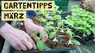 Gartenarbeiten im Gemüsegarten im März, Aussaaten und Jungpflanzen im Selbstversorgergarten.