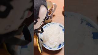 【SnowMan目黒蓮くん推し活ライフ】めめたん！今日の朝ごはんだよ♪もう白いご飯がご馳走だよねっ♪ #shorts