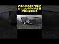 お魚くわえたドラ猫がたくさんのライバル猫に取り囲まれる #cat #猫 #野良猫