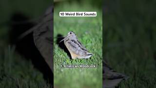 10 weird bird sounds #birds #animals