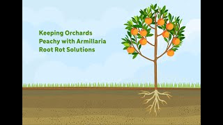 Keeping Orchards Peachy with Armillaria Root Rot Solutions