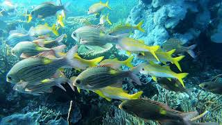 大獅 ｜Diving in Indonesia | komodo Lob |  schooling fish