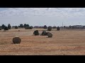 baling triticale