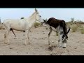 Donkey enjoy with his Black female Partner in jungle site #donkey #meeting #funny #meetup