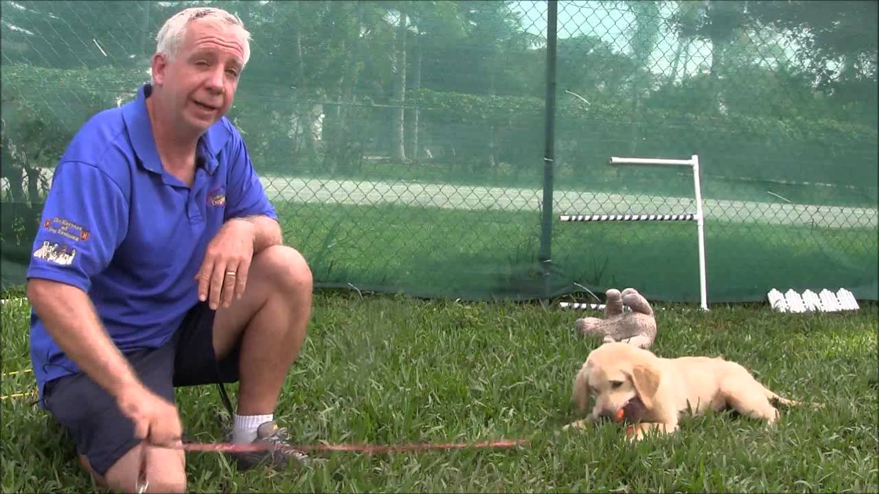 Puppy Training How To Play Tug Of War With Your Puppy Youtube