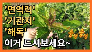 기관지, 해독에 특효인 잔대의 순. 지금이 제철이에요. 잔대순 드셔보세요.