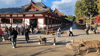 人群鹿群和谐相处，人文景观自然景观融为一体，日本奈良一日游