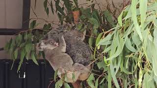 Koala mummy and her baby 06.11.2023