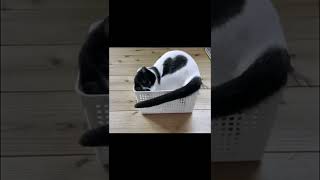 猫が軟体動物だということがよくわかる動画