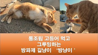 #상족암#경남고성(방파제 길냥이 가족 Ep3)고등어 통조림 먹고서 그루밍하는 방파제 길냥이 '방냥이' #seavillagediary#straycat #alleycat #길냥이