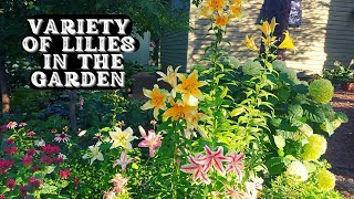 Let's uncover the surprising lily varieties of a Minnesota garden! 🌸 Lilies garden tour 🌱🍀🌺