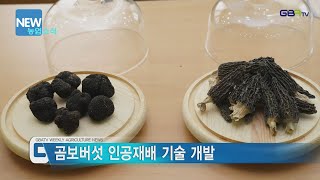 [농업뉴스]고소득 곰보버섯 재배기술 개발 나서