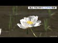 白やピンクの大輪の花が見頃　シャクヤク寺で知られる高山市の正宗寺