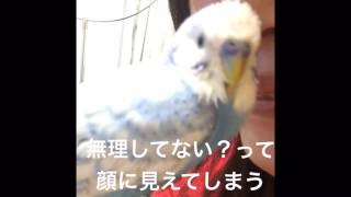 Vol.72『母ちゃん“くちゃい”を封印。』セキセイインコのサクちゃん