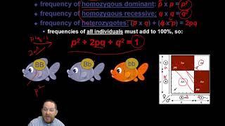 38. Measuring Population Evolution: Hardy-Weinberg