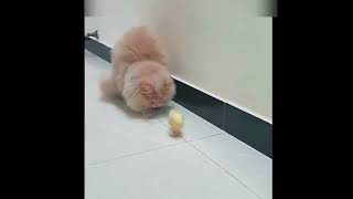 funny animal - funny cat 🐈 dog 🐕 funny animal videos #shorts #cat