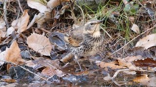 河口湖フィールドセンターのツグミ　その２（4K動画）