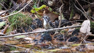 河口湖フィールドセンターのコゲラ　その１６（4K60P動画）