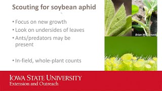 Soybean aphid IPM