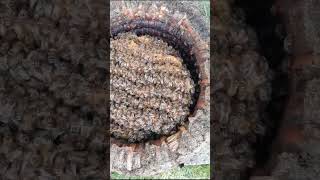 The Skeps Are Overflowing With Bees! - Traditional Skep Beekeeping - Spring 2023