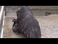 australian emu birds mating in first time।।