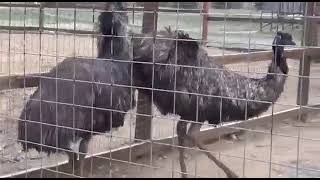 Australian Emu Birds Mating in First Time।।