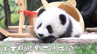 《熊貓早晚安》小木馬騎累了的成浪 |  iPanda熊貓頻道