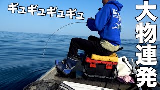 乗っ込み到来！アルミボートで大鯛が釣れまくるんだが。。