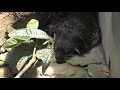 ビントロング　茶臼山動物園へ行って来ました！　00389