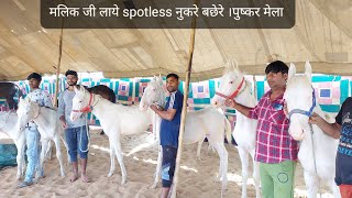 आ गए शानदार  spotless नुकरे बछेरे ।पुष्कर मेला 2021 Pushkar Horse Market Horse Video घोड़ा विडियो