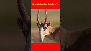 ఈ జంతువులు కోసం మీకు తెలుసా?Did you know about this animals?