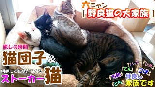 【猫団子】六ニャン〖野良猫の大家族〗＃42　仲良しにも程が有る親子＆一年半前と変わらないストーカー猫！=^_^=