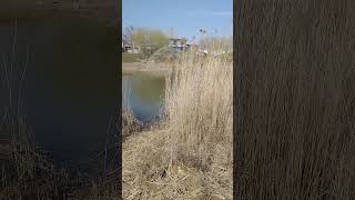 Fishing Net Video   Traditional Net Fishing Village in River With Beautiful Natural 2